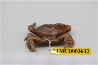 藏品(光輝瘤蟹)的圖片